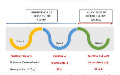 Etapas de la anemia