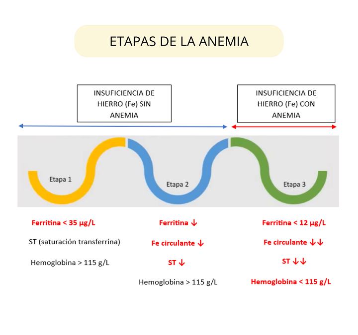 Etapas de la anemia